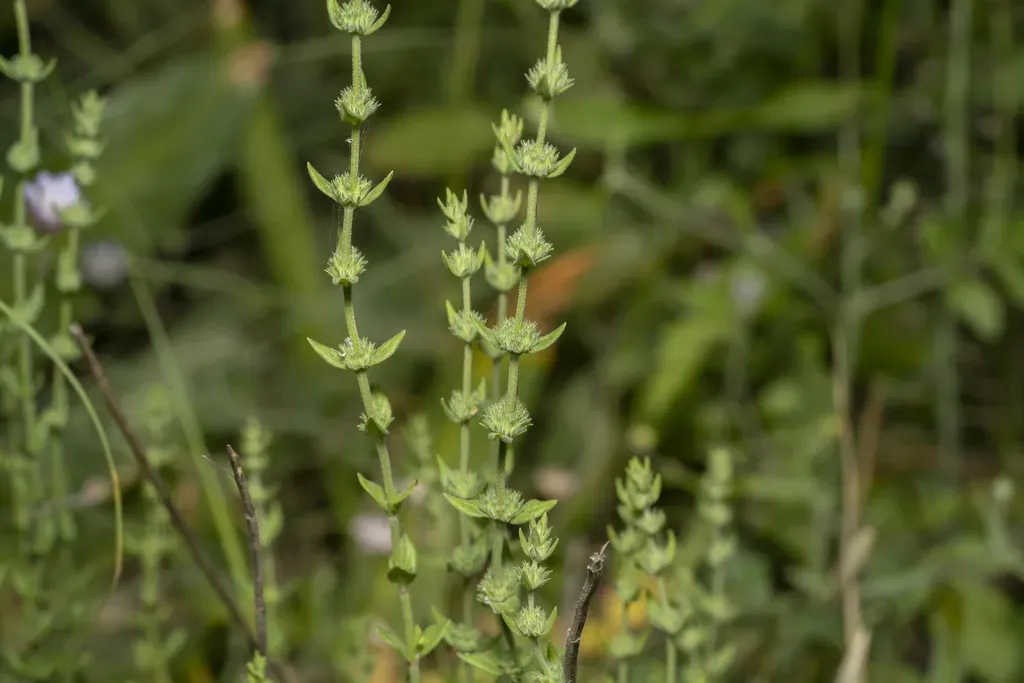 Myrtle-leaved Savory