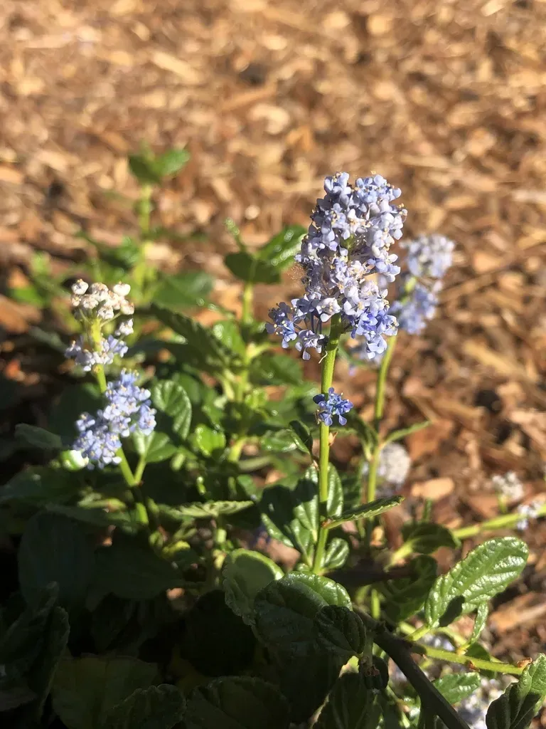 Carmel Ceanothus