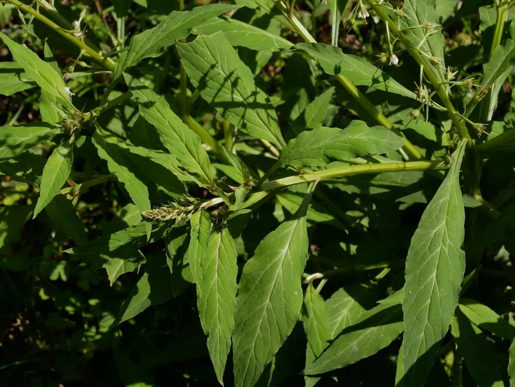 Lysimachia Decurrens
