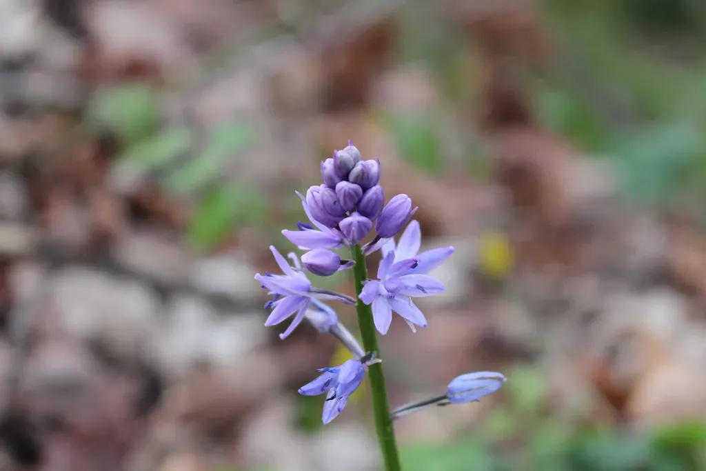 Pyrenean Squill