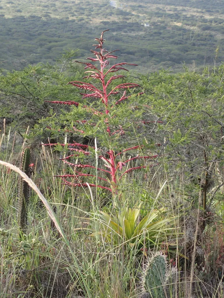 Tillandsia Secunda