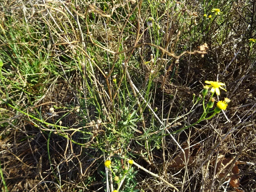 Kill Ragwort