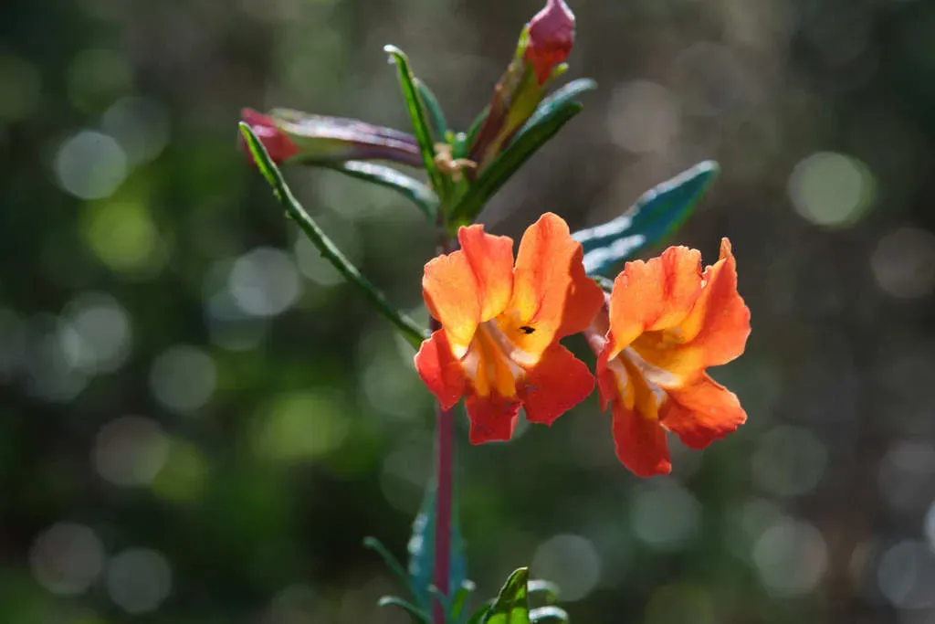 San Diego Monkeyflower