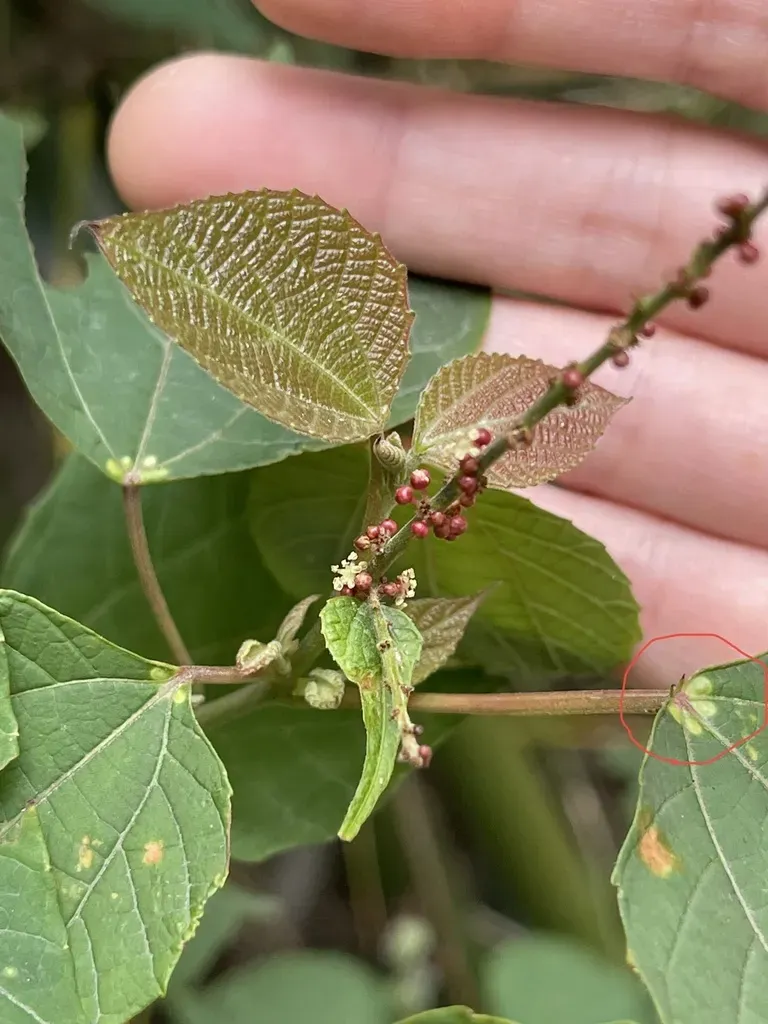 Redback Christmashush