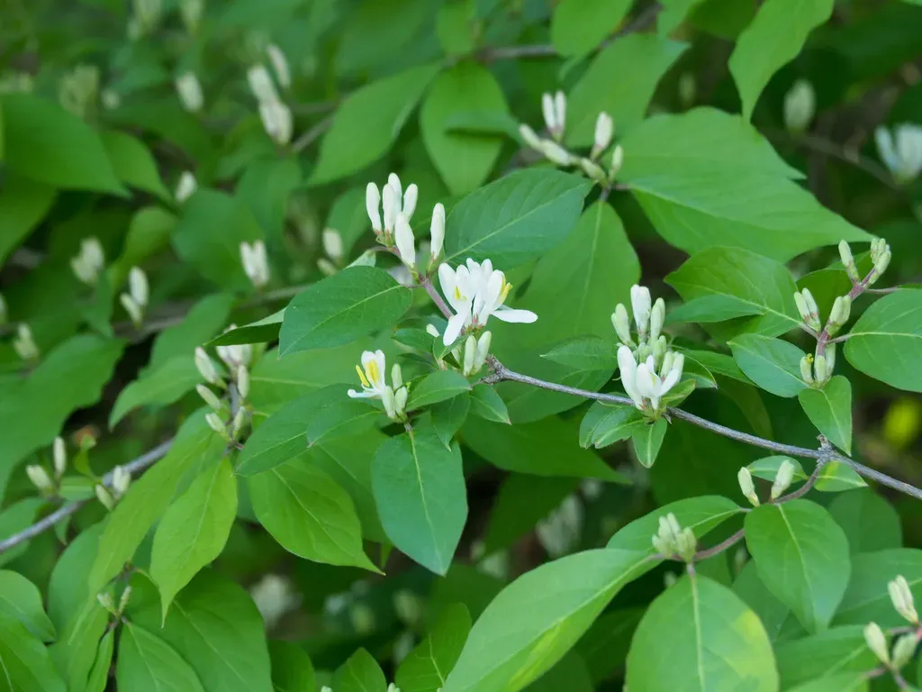 Amur Honeysuckle