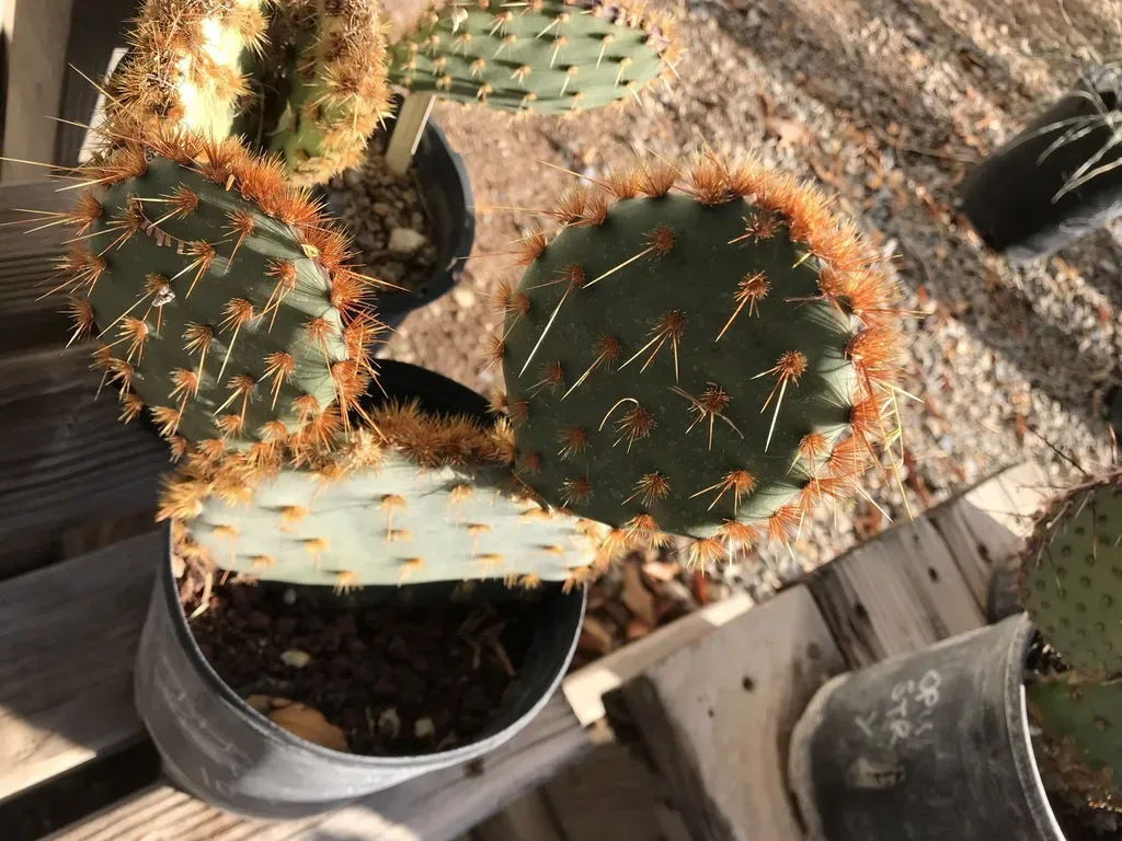 Chenille Pricklypear