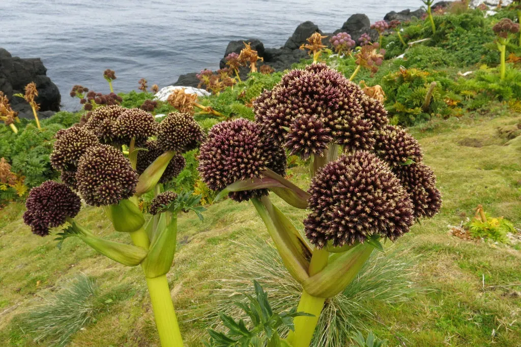 Campbell Island Carrot