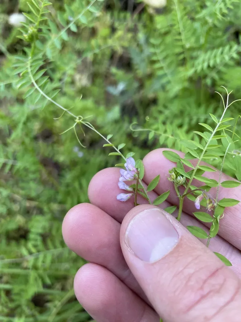 European Vetch
