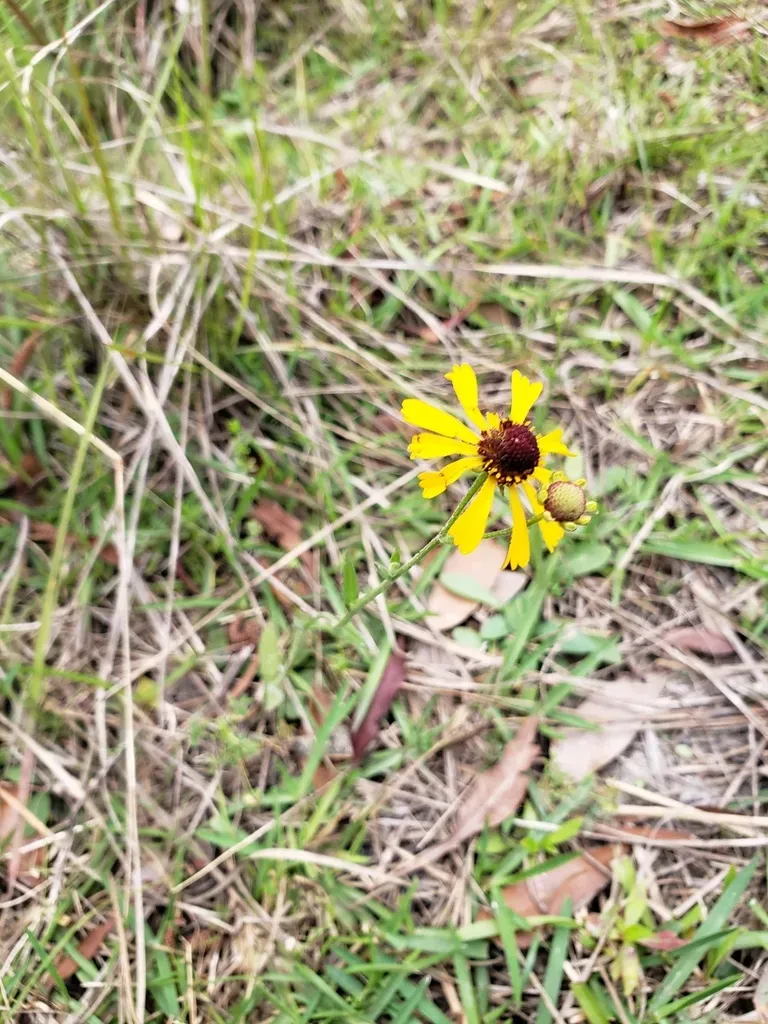 Purple-headed Sneezeweed