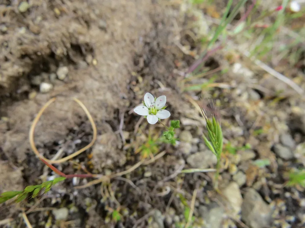 Slender Stitchwort