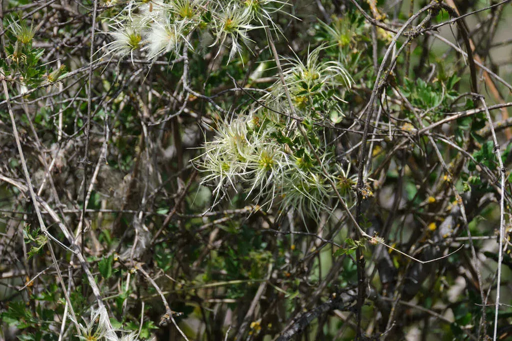 Small Leaved Clematis