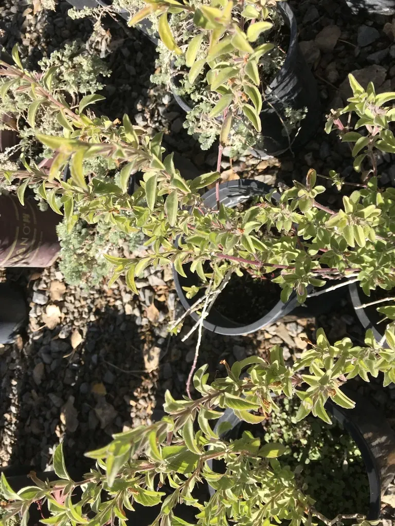 Dyschoriste Hirsutissima