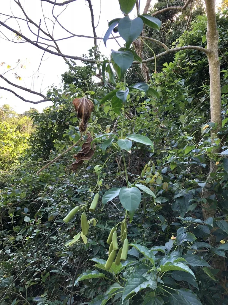 Neoalsomitra Clavigera