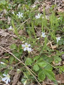 Greater Stitchwort