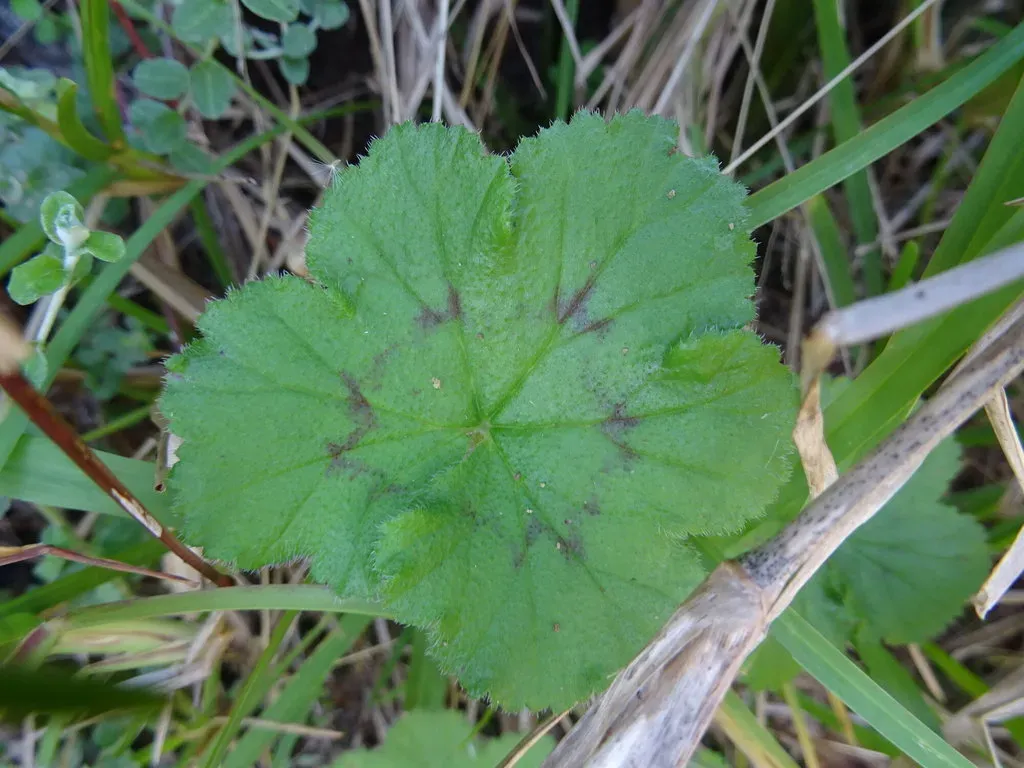 Elongated Pelargonium
