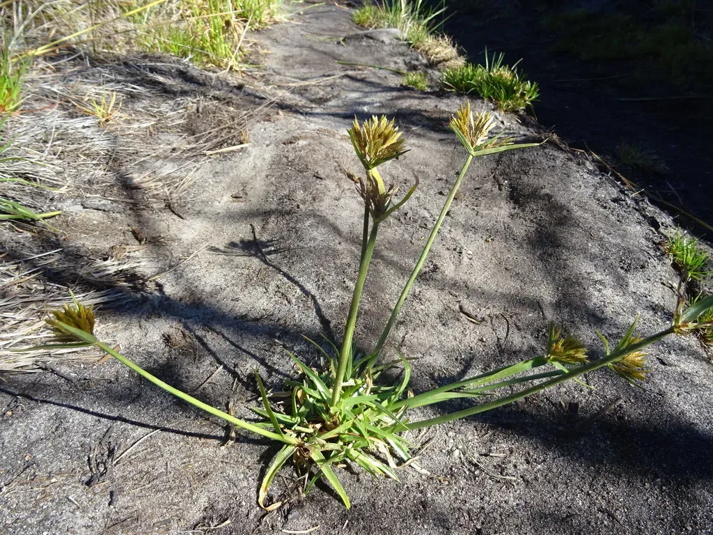 Many-spiked Flatsedge