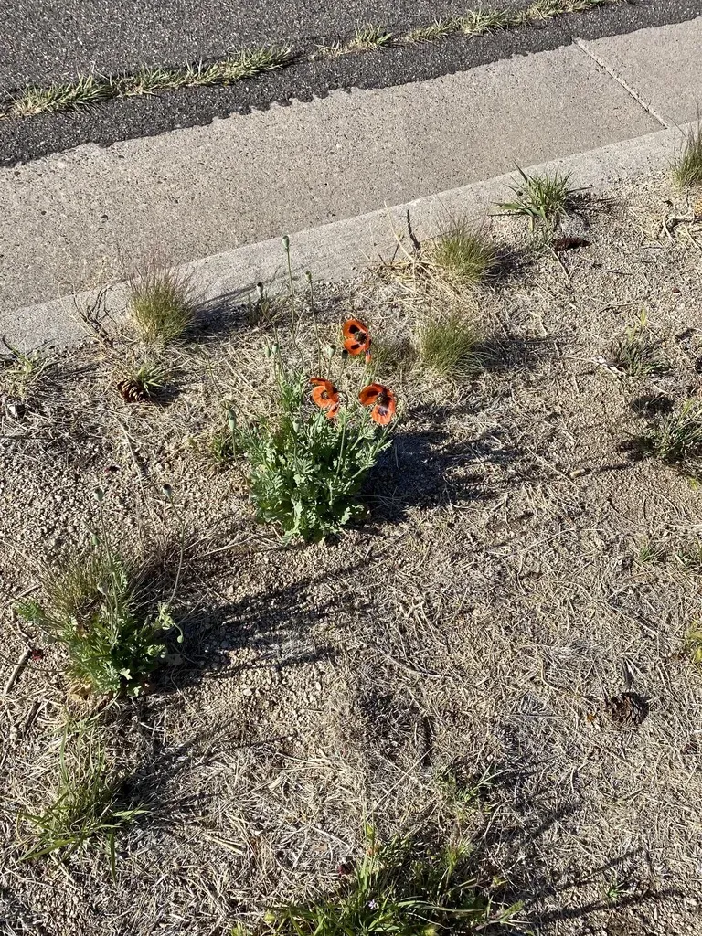 Long-headed Poppy