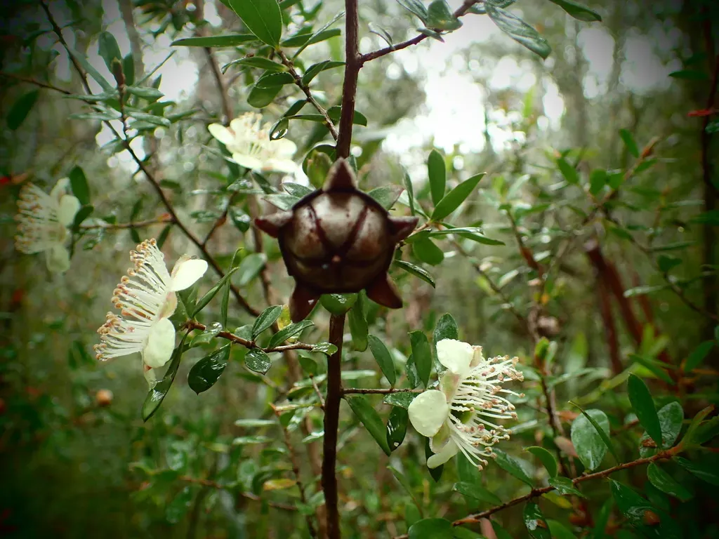 Large-fruited Tea Tree