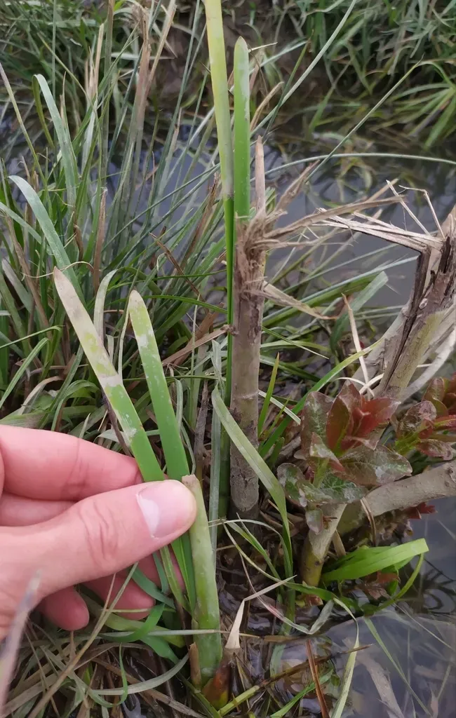 Shuttleworth's Cattail