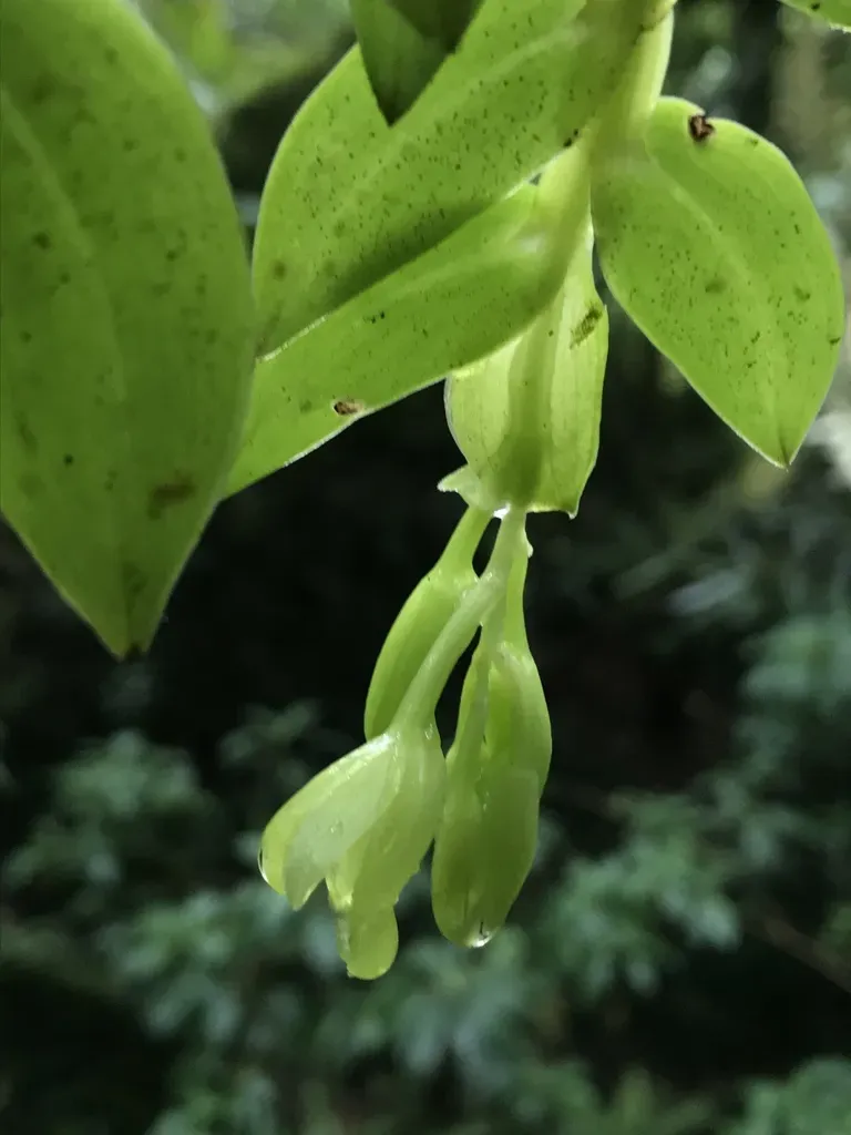 Epidendrum Geminiflorum