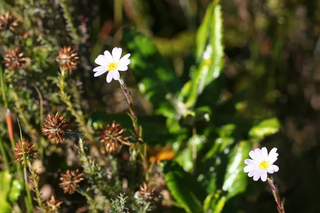 Table Mountain Plumeseed