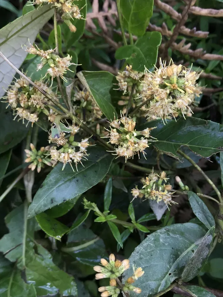 Oligactis Sessiliflora