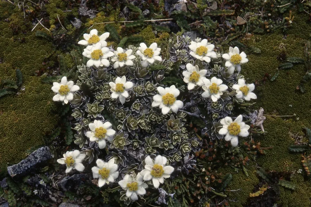 North Island Edelweiss