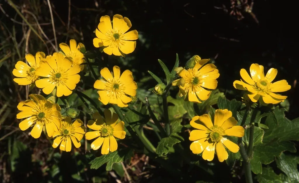 Mount Egmont Buttercup