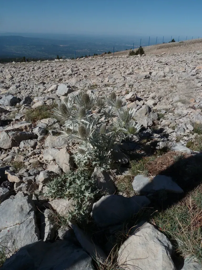 Silver Eryngo