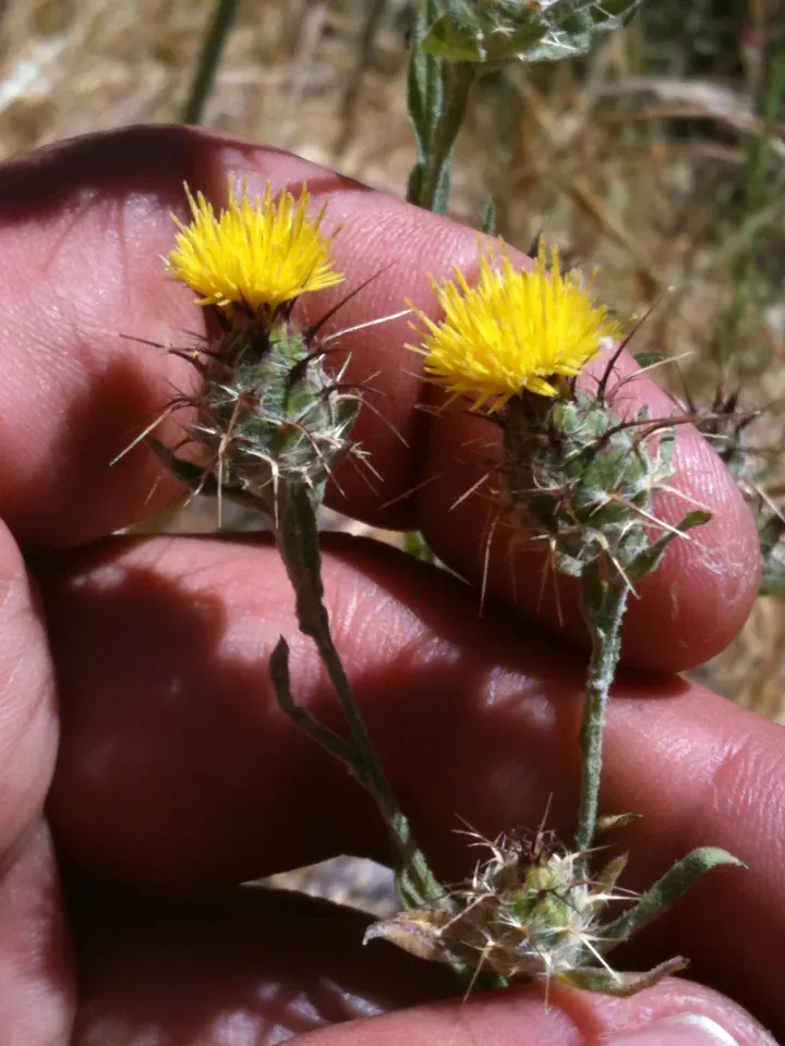 Raphiocarpus Evrardii