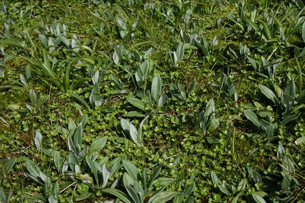 Haast's Mountain Daisy