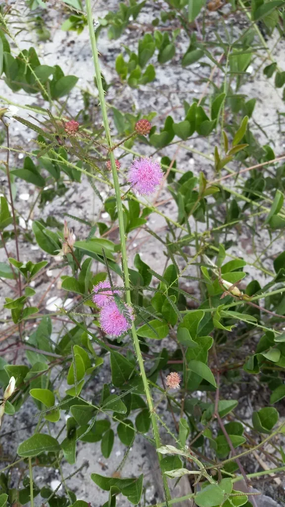 Florida Sensitive Briar