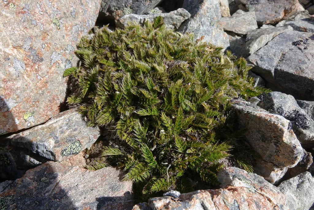 Anisotome Flexuosa