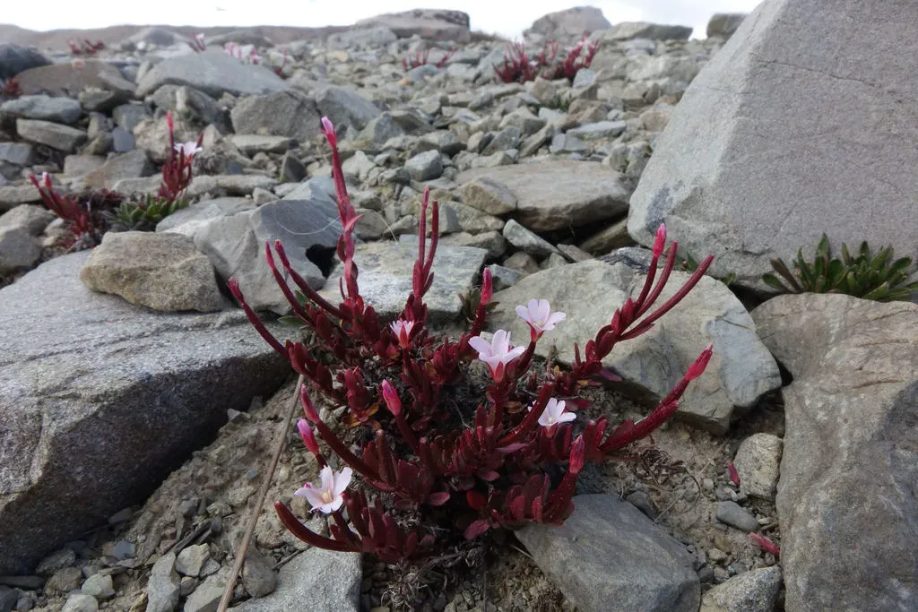 Epilobium Porphyrium
