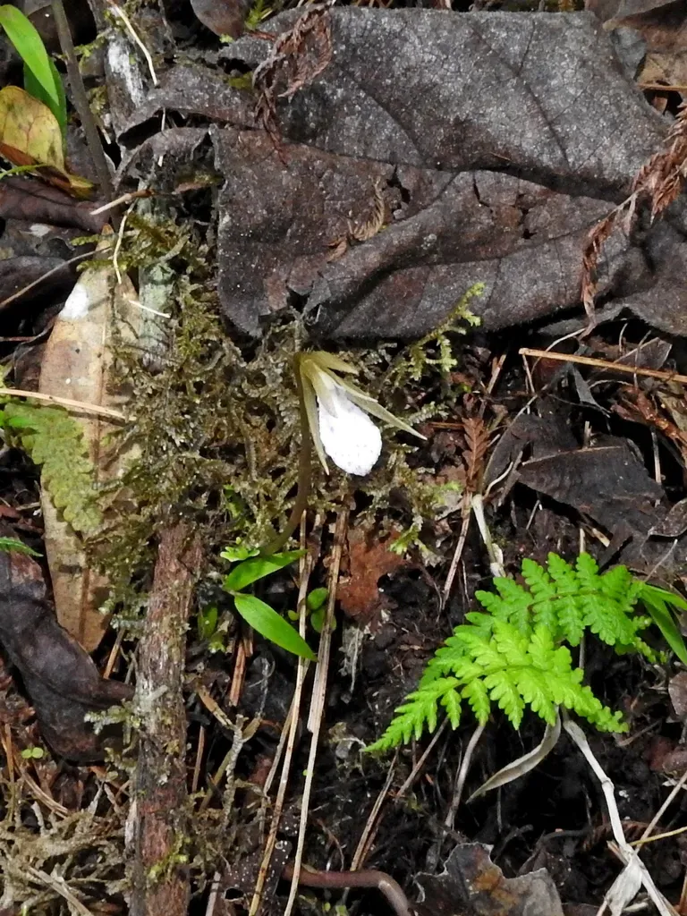Nervilia Taiwaniana