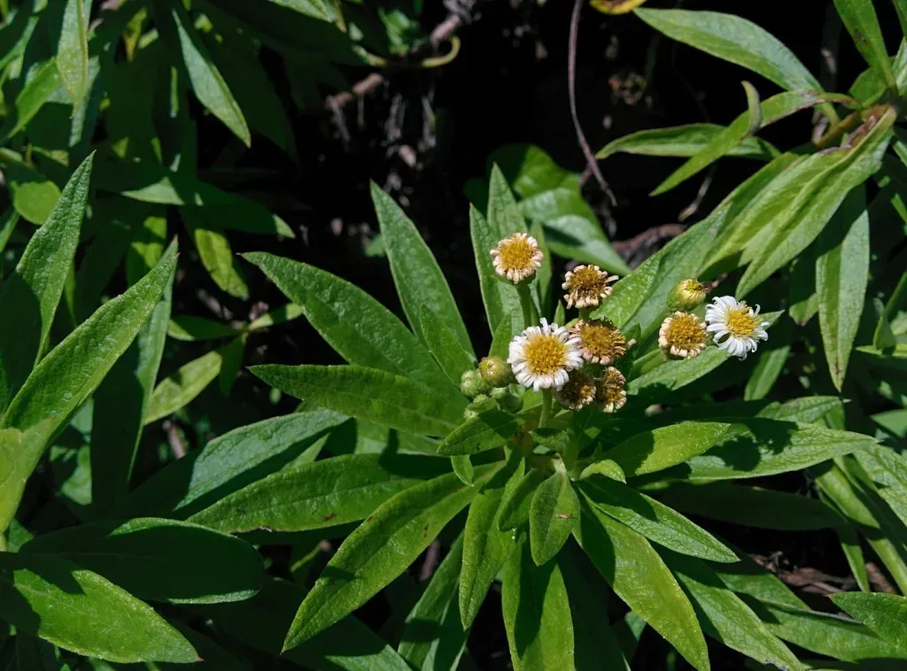 Lance-leafed Darwin's Shrub
