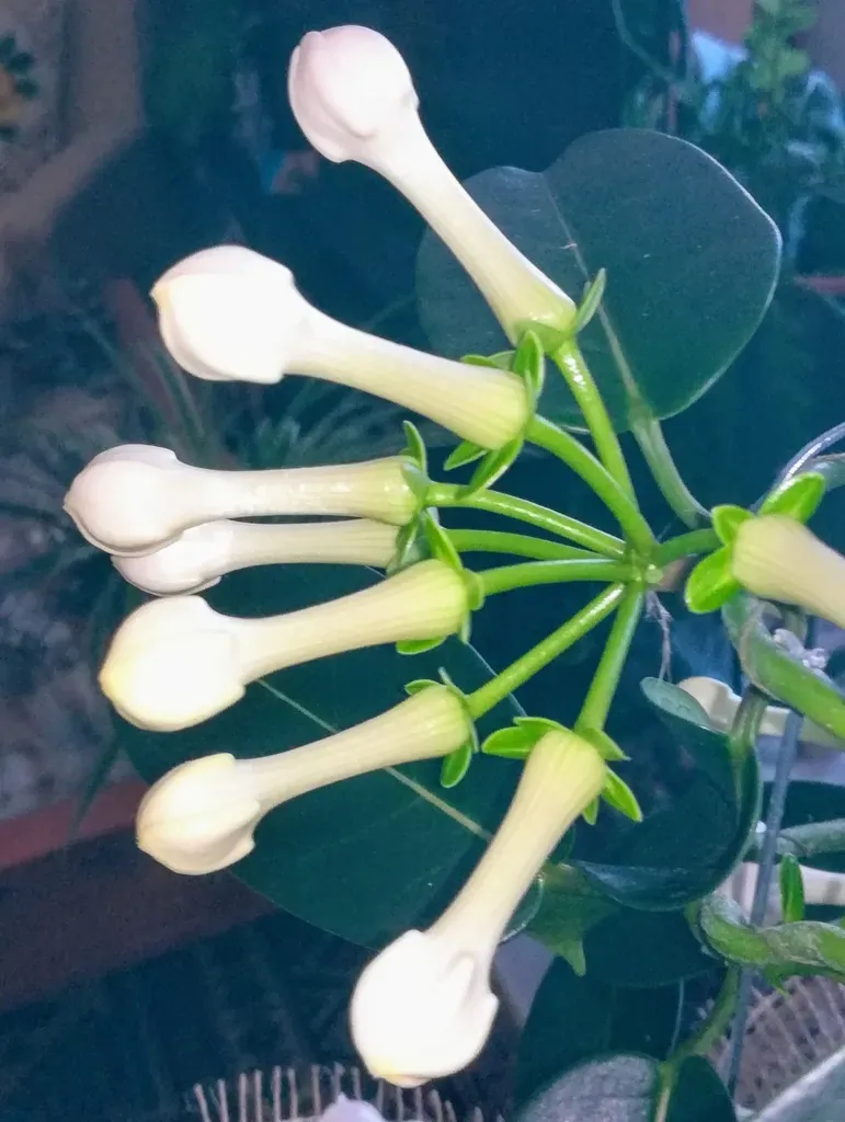 Madagascar Jasmine