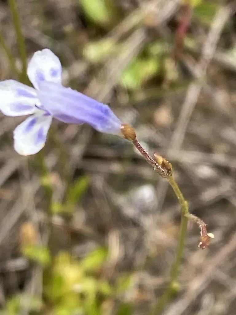 Flatrock Pimpernel