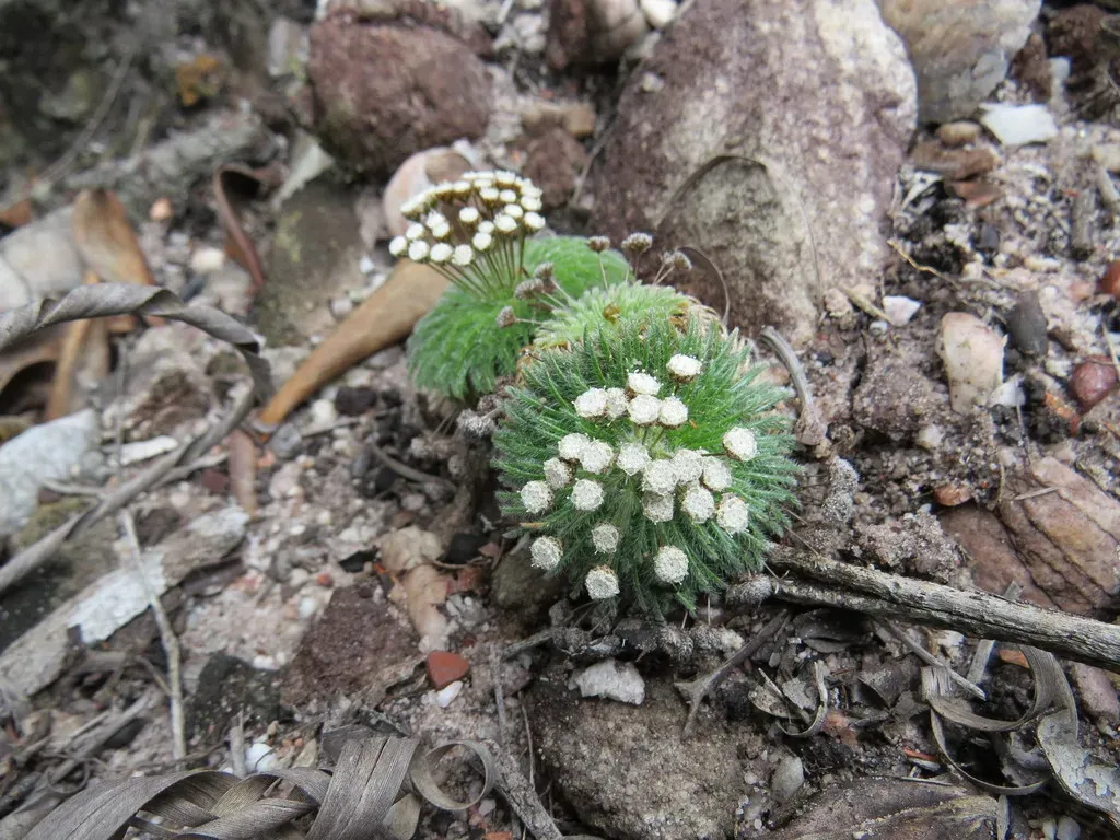 Paepalanthus Pulvinatus