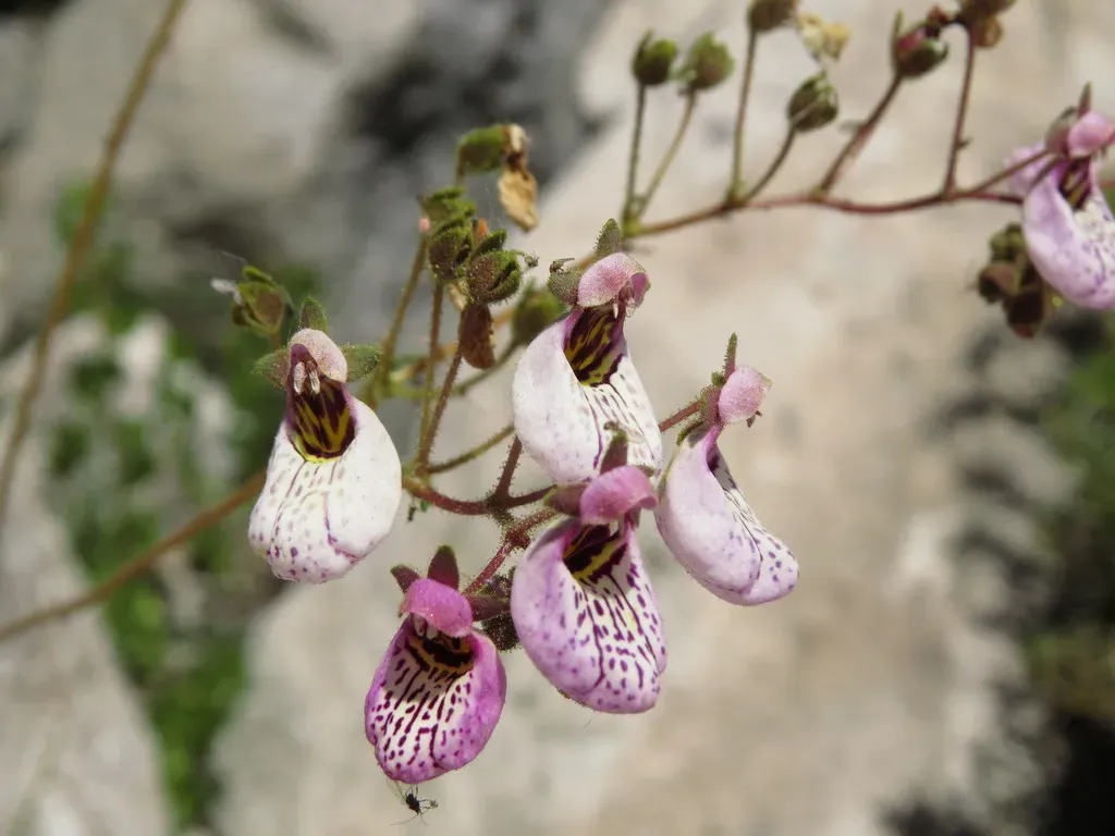 Calceolaria Cana