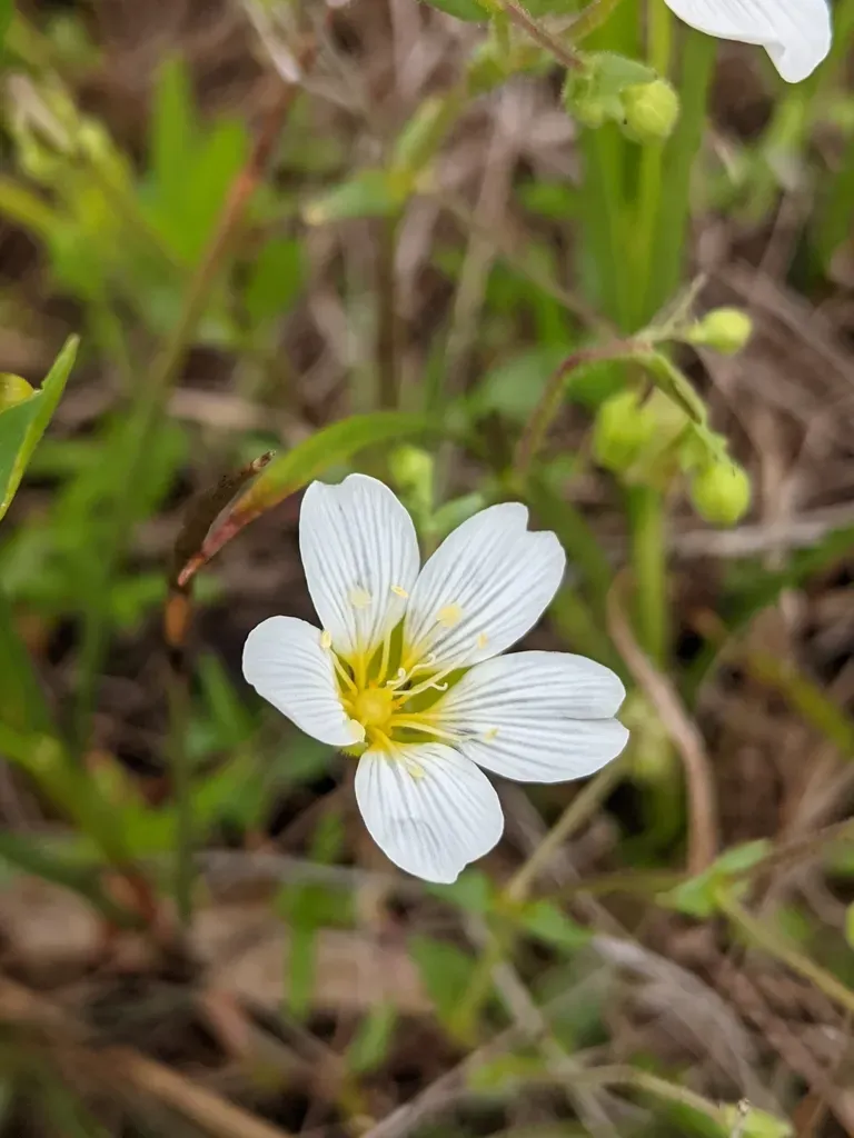 Drummond's Stitchwort