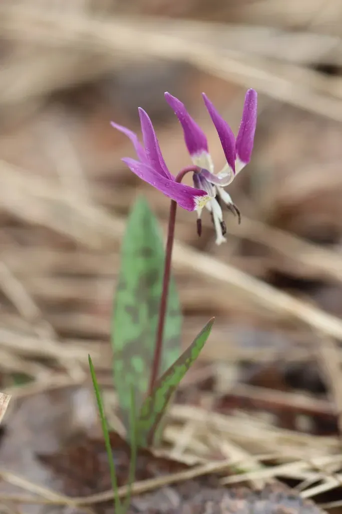 Erythronium Sulevii