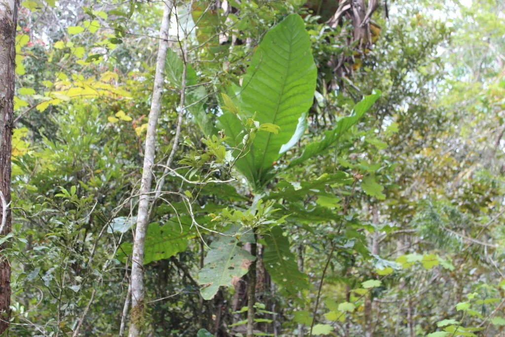 Anthocleista Madagascariensis