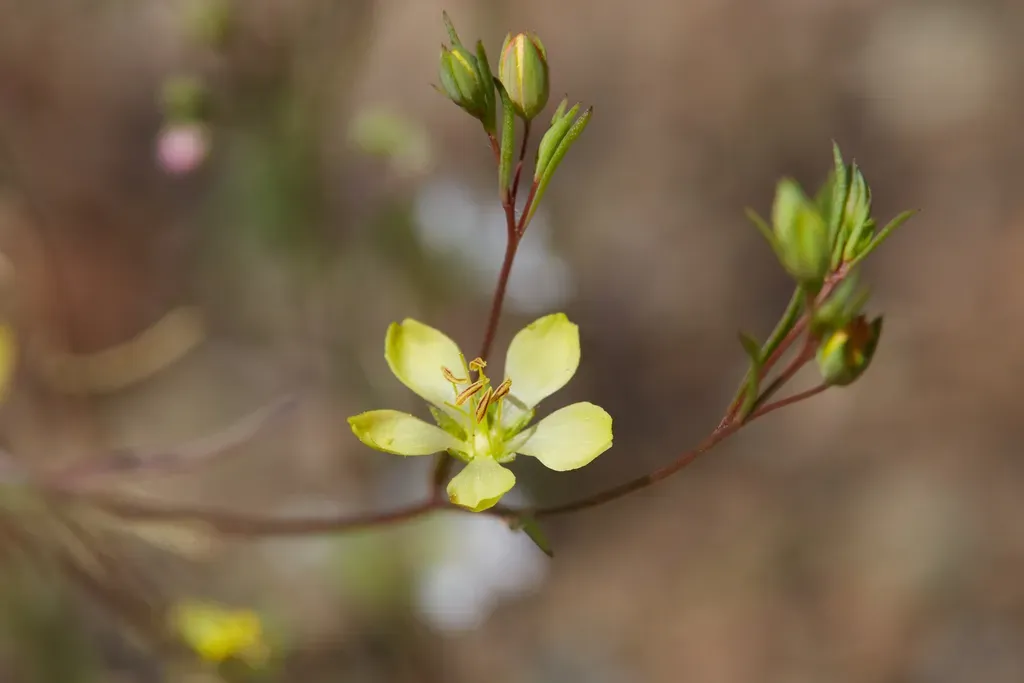 Coast Range Dwarf Flax