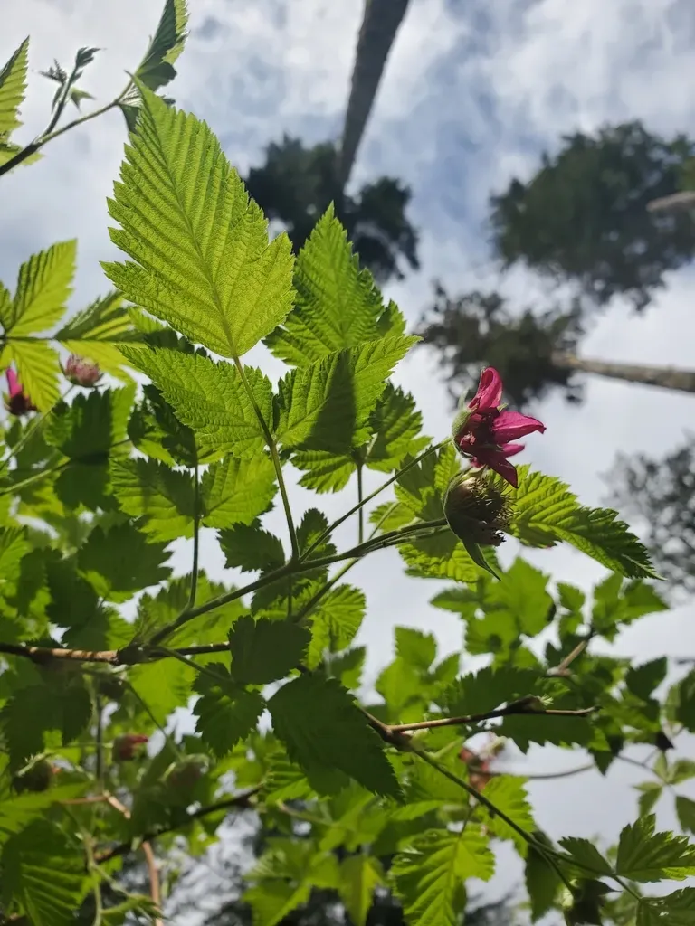 Salmonberry