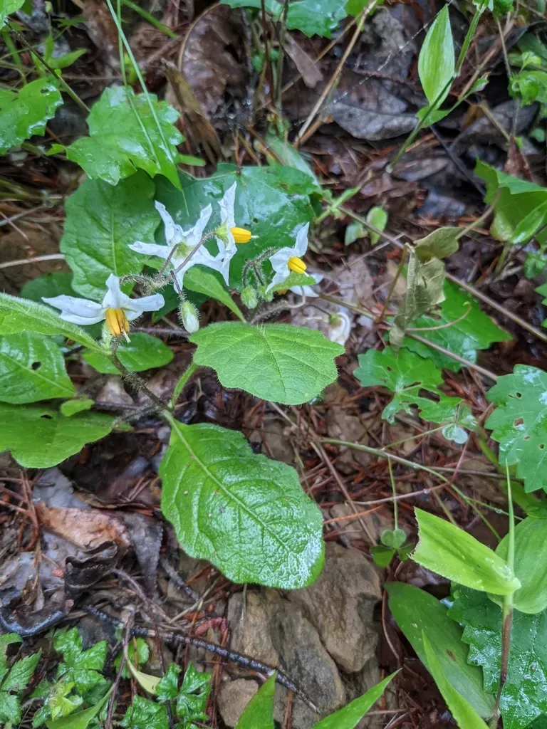 Dwarf Nightshade