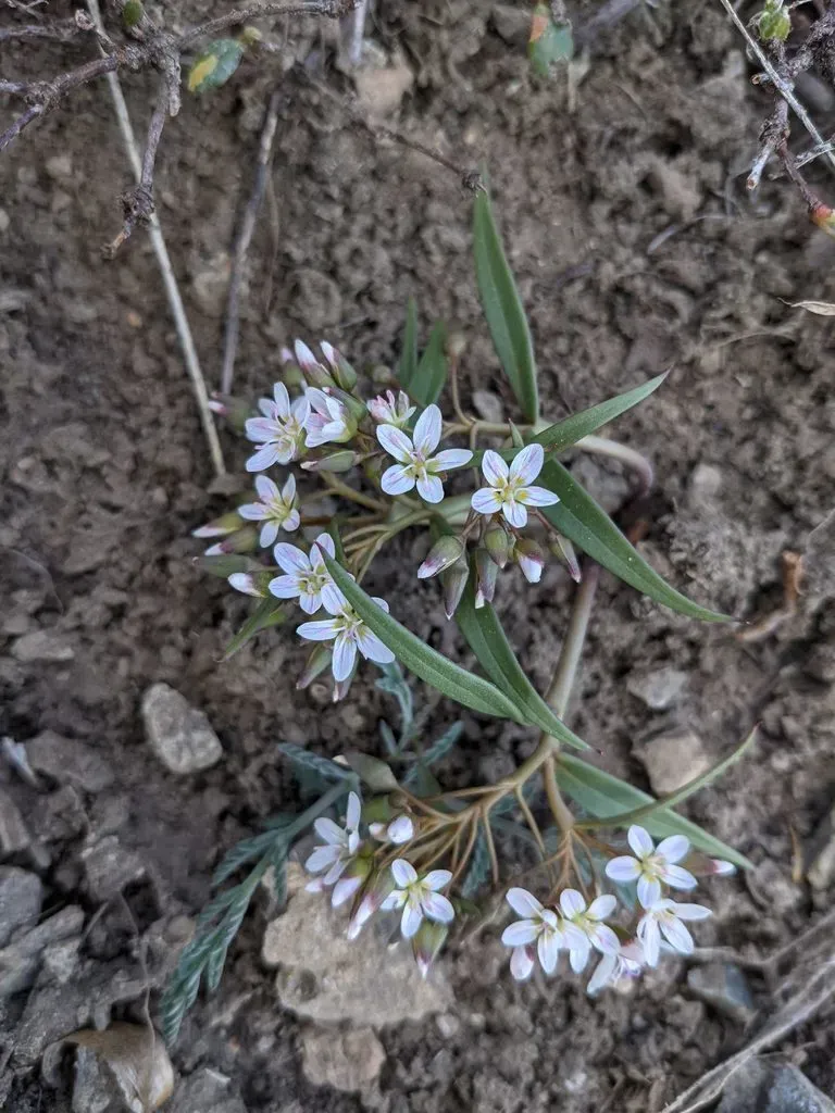 Serpentine Springbeauty