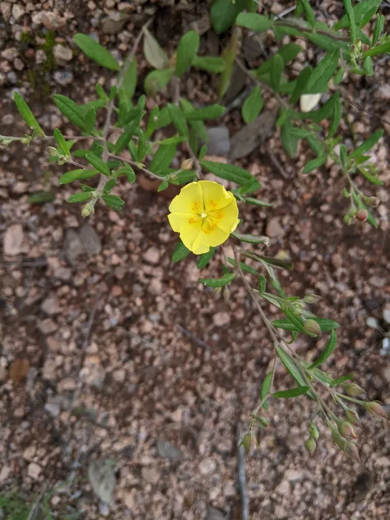 Georgia Sunrose