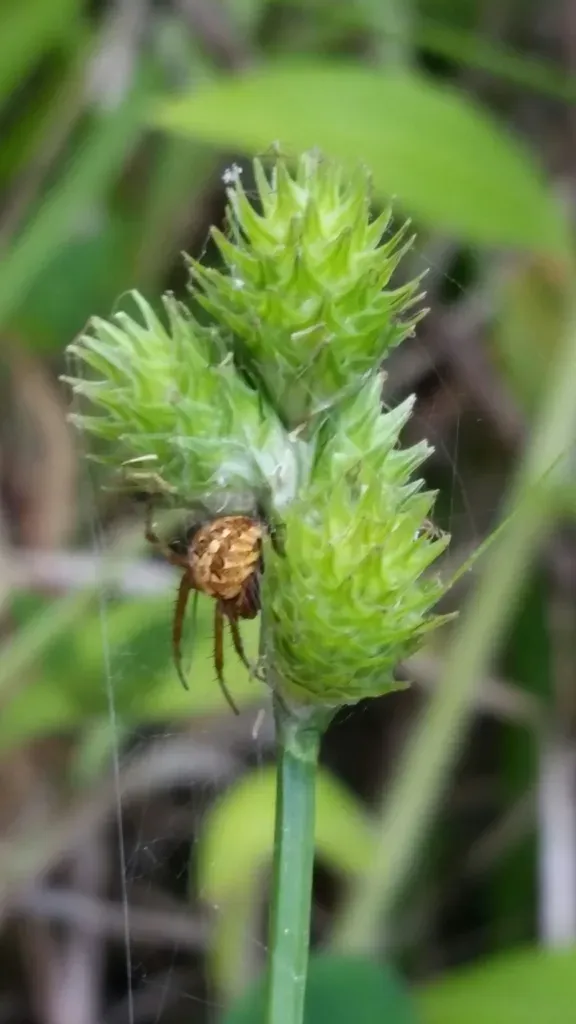 Florida Hammock Sedge