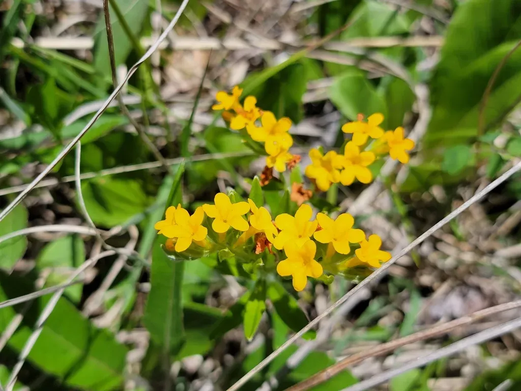 Hoary Puccoon